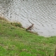 Ente am Angelsee